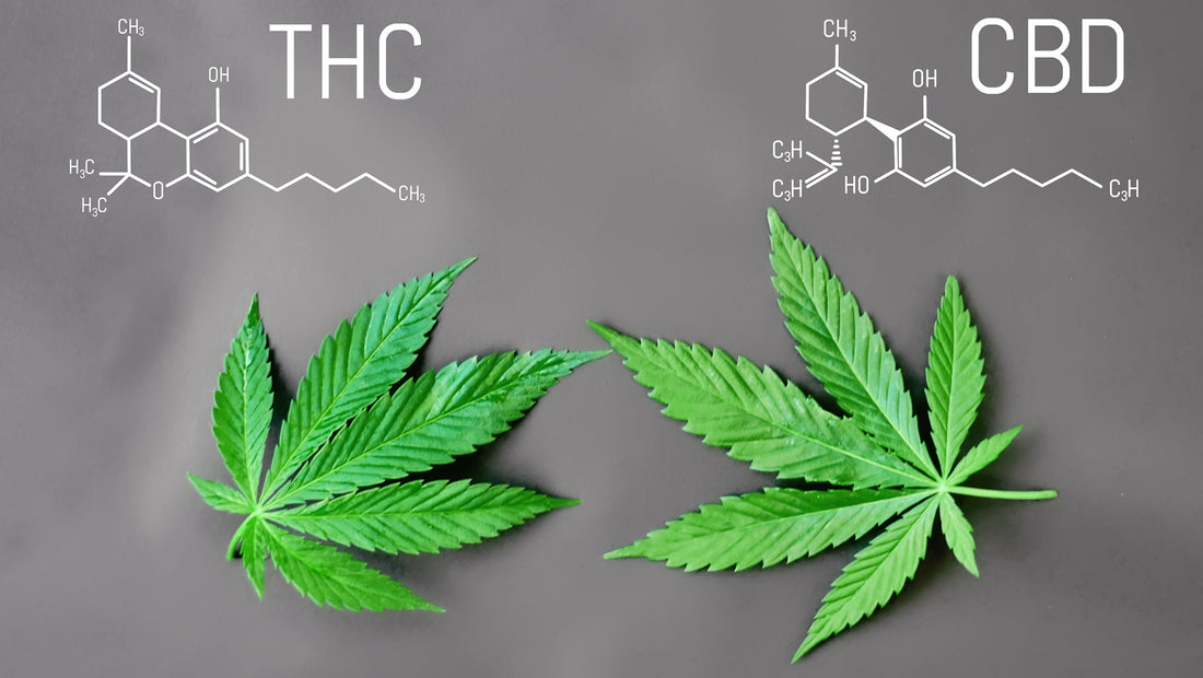 6 Misconceptions about CBD